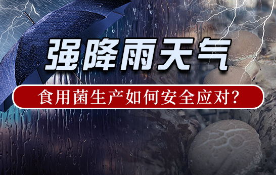 強雨天氣，食用菌生產如何安全應對？