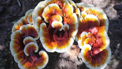 廣東泗水種出巨型觀賞靈芝，首批80多朵，單個(gè)售價(jià)千元以上